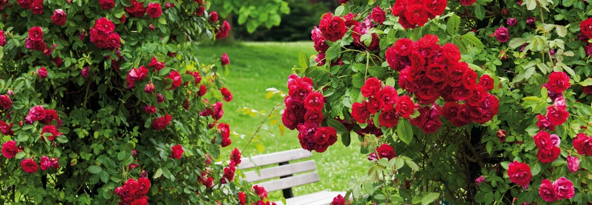 Bank zwischen roten Rosenbüschen